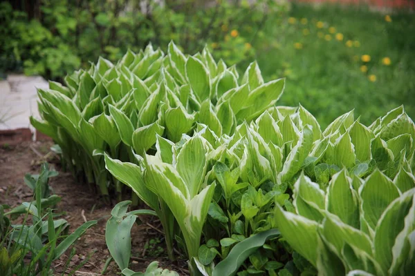 El huésped de la flor crece en el suelo. Plantas con flores HostVariegated host. —  Fotos de Stock