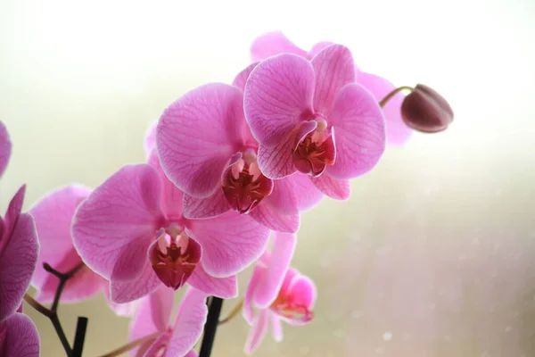 Phalaenopsis orchidée rose moucheté sur un fond gris flou, ombres, sur deux tiges de fleurs dans un panier en pot et feuilles vertes — Photo