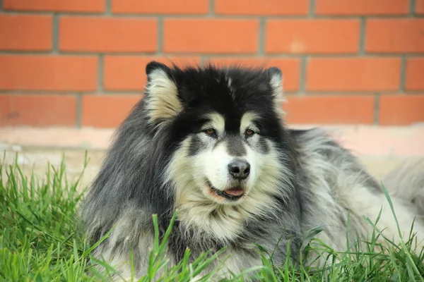 Czarno-biały Alaskan Malamute — Zdjęcie stockowe