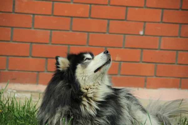 Malamute do Alasca preto e branco — Fotografia de Stock