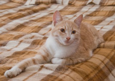 Kırmızı ve beyaz bir kedi çizgili bir battaniyenin üzerinde yatıyor.