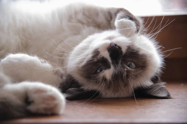 Thailändische Blauäugige Katze liegt auf der Fensterbank — Stockfoto