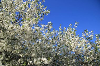 Mavi bir arka planda güzel bir kiraz çiçeği 