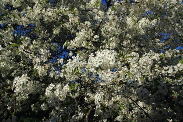 Gyönyörű cseresznyevirág háttér zöld háttér — Stock Fotó