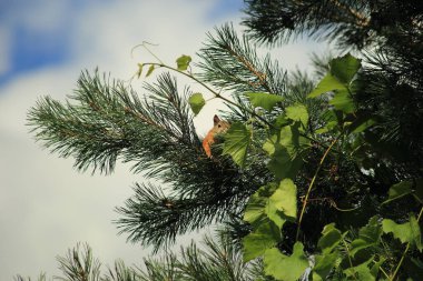 Çam ve üzüm dallarında sincap