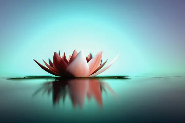 Fundo Com Uma Flor Lótus Rosa Renderização — Fotografia de Stock