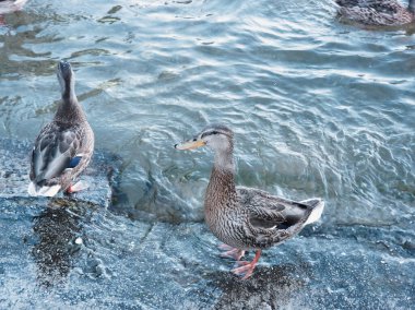 Starnberg Gölü 'nde iki dişi ördek