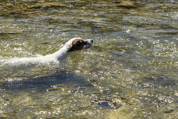 Nuoto — Foto Stock