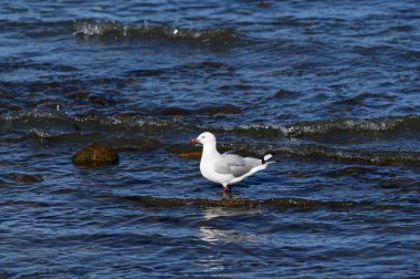 Kırmızı gagalı martı Yeni Zelanda kıyılarında yaşayan bir martıdır.