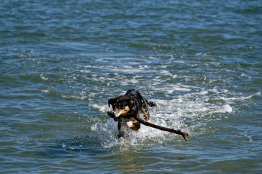 Bir köpek denizden aldığı bir sopayı geri getiriyor.