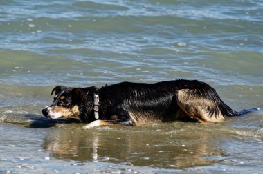 Bir köpek için kumsalda bir gün. Maçın tadını çıkarıyor.