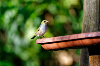 Bir balmumu kuş besleyicisini ziyaret eder ve kışın atıştırmalık bir şeyler ister.