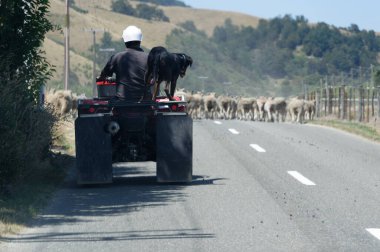 Dörtlü bisiklet koyunları Yeni Zelanda kırsalında sürmek için kullanılıyor. Koyun köpek arkada gidiyor.