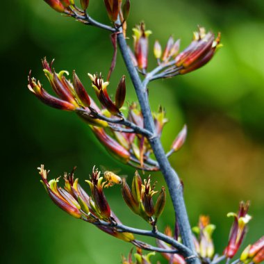Bir bal arısı Yeni Zelanda 'da keten çiçekleri arasında uçarken yakalanır.