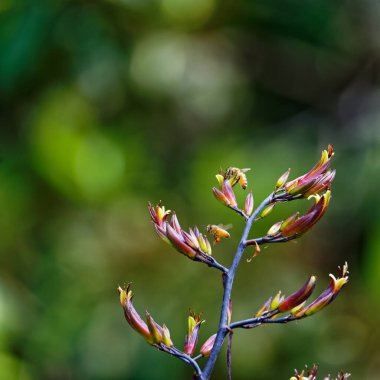 Meşgul bir işçi arı hem polen toplar hem de keten bitkisini döller.