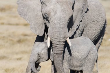 Anne sevgisi, anne fil bacağının üzerinde koruyucu bir şekilde durur..