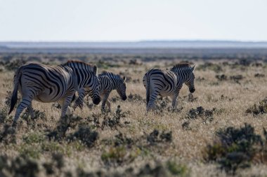 Bu taraftan gidelim, zebra çapraz çizgide yürüyor.