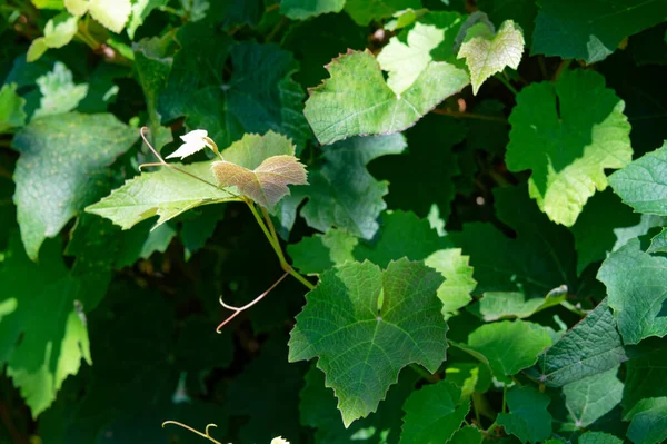 Green Leaves Grapevine Which Growing Well — Stock Photo, Image