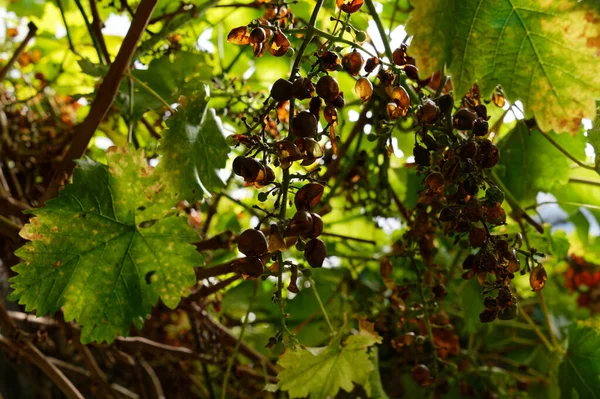 Grapes Have Dried Ripened Due Drought — Stock Photo, Image