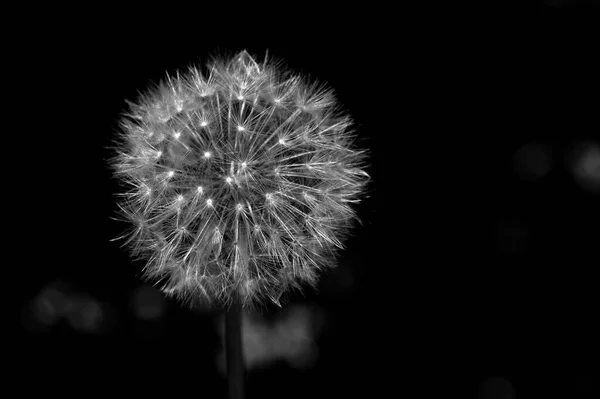 Seed Head Dandelion Often Used Popular Child Game — Stock Photo, Image