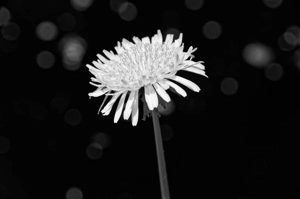 Een Zwart Witte Foto Van Een Paardebloem Stuifmeel Zien Meeldraden — Stockfoto