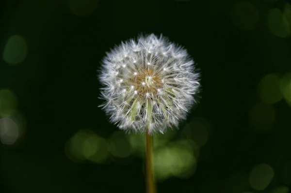 Dandelion Clock Seed Head Dandelion — Stock Photo, Image