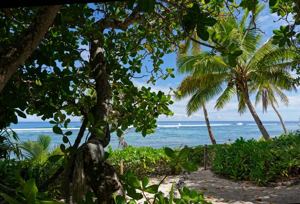 Esotica Isola Tonga Con Mari Azzurri Fronde Cocco Sole — Foto Stock