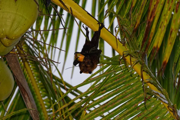 Flying Fox Fruit Bat Having Lunch Hanging Upside Palm Tree — Stock Photo, Image