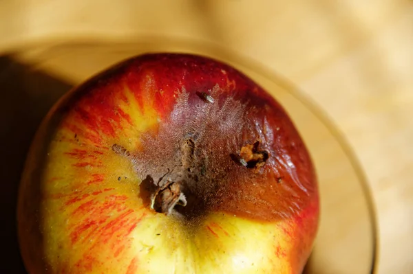 Fruit Flies Attracted Red Apple Starting Rot Has Been Bruised — Stock Photo, Image