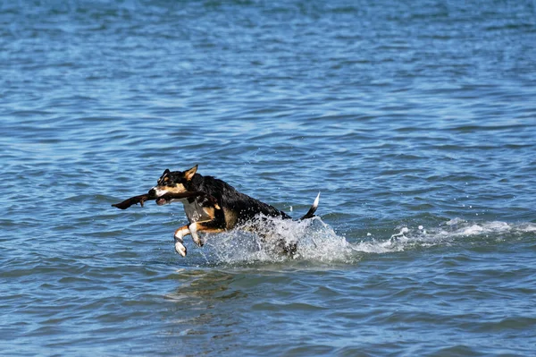 Ein Junger Hund Bringt Schnell Einen Stock Aus Dem Meer — Stockfoto