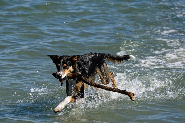 Cão Caça Apanhou Pau Atirado Para Água — Fotografia de Stock