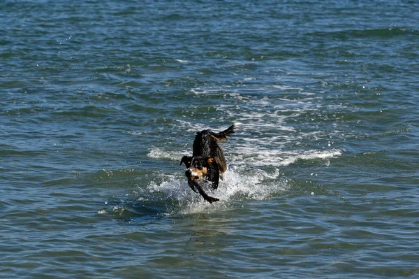 Bir Köpek Elinde Sopayla Suyun Içinde Koşuyor — Stok fotoğraf