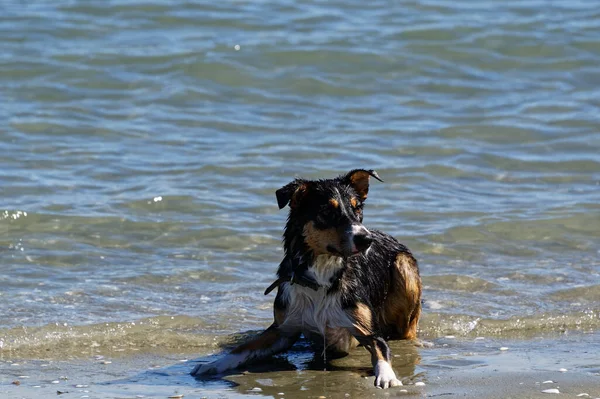 Ein Spürhund Starrt Seinen Besitzer Damit Dieser Den Stock Wirft — Stockfoto