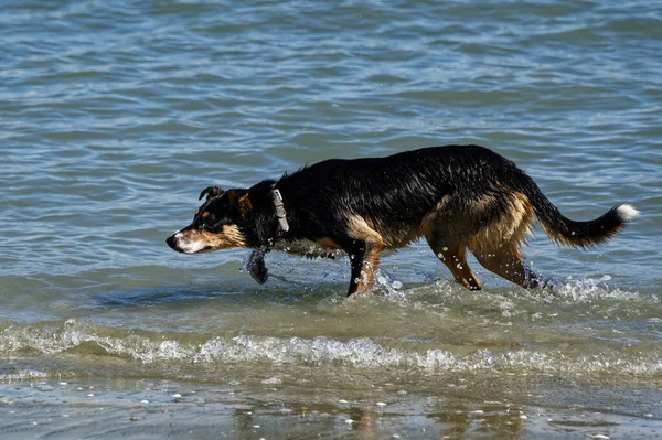 Perro Está Esperando Toda Energía Lista Para Que Palo Sea — Foto de Stock