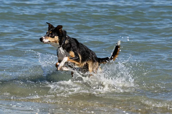 Dog Leaps Action Stick Has Been Thrown — Stock Photo, Image