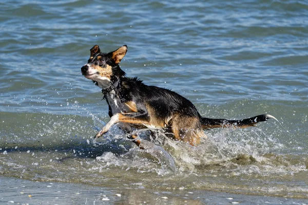 Plajda Bir Köpek Için Yaz Eğlencesi — Stok fotoğraf