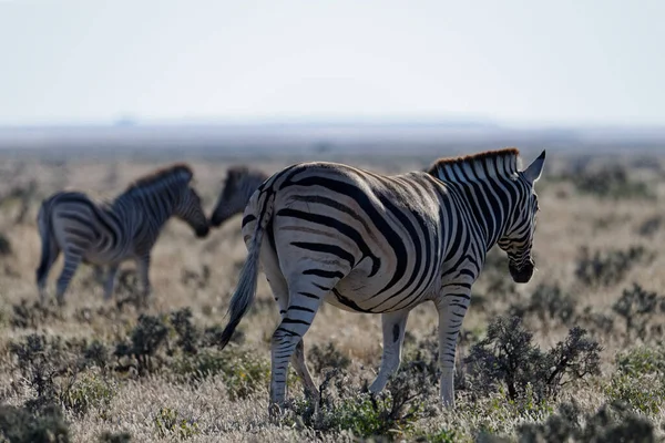 Zebras Estão Caminhando Pelas Planícies África — Fotografia de Stock