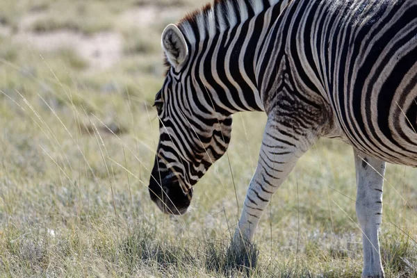 Afrika düzlüklerinde yürüyen bir zebra.