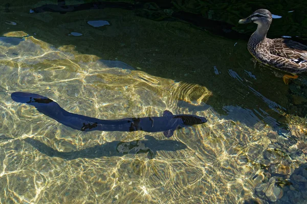 Tuńczyk Lub Węgorz Długoziarnisty Pływa Krystalicznie Czystej Wodzie Nad Jeziorem — Zdjęcie stockowe