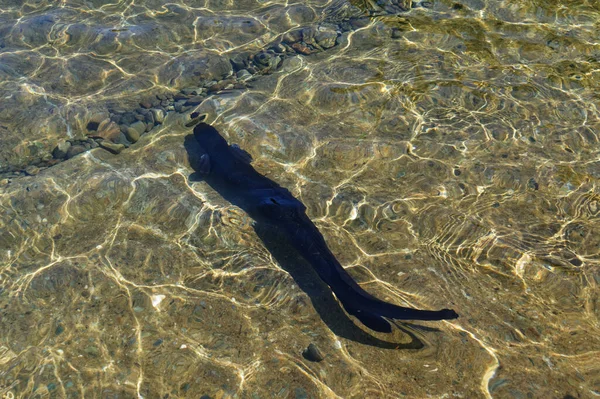 Ein Dunkelbrauner Langflosseniger Aal Schwimmt Sonnenbeschienenen Wasser Des Rotoiti Sees — Stockfoto