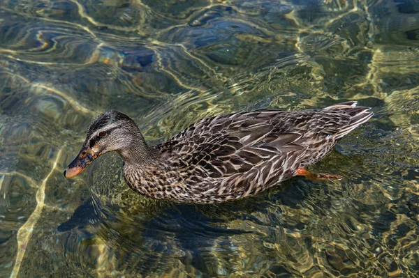 Kaczka Pływa Krystalicznie Czystej Słodkiej Wodzie Jeziora Rotoiti Nowej Zelandii — Zdjęcie stockowe