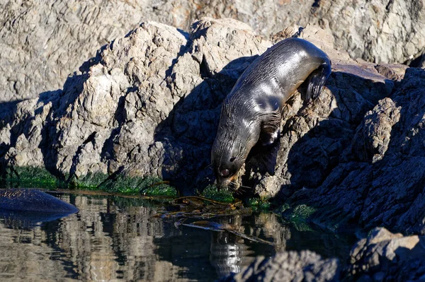 Baby New Zealand Fur Seal — Stock Photo, Image