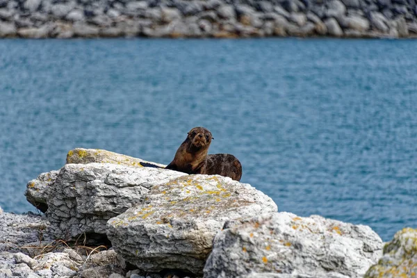 Eine Neuseeländische Pelzrobbe Sonnt Sich Auf Felsen Einer Hafenmauer — Stockfoto