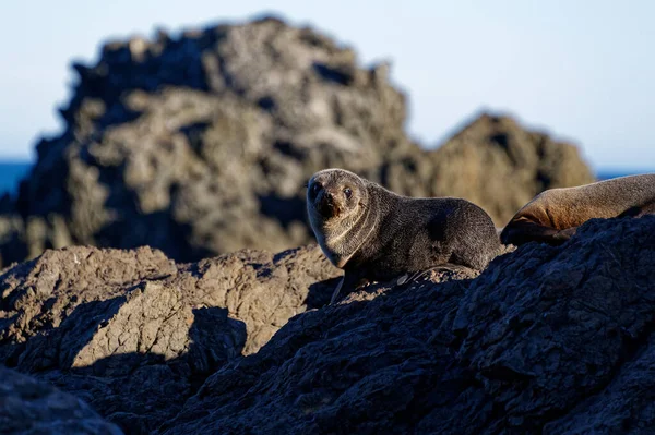 Young Fur Seal Pup — Stock Photo, Image