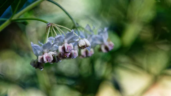 Die Hübschen Blüten Der Monarchfalternahrungspflanze Der Schwanenpflanze — Stockfoto