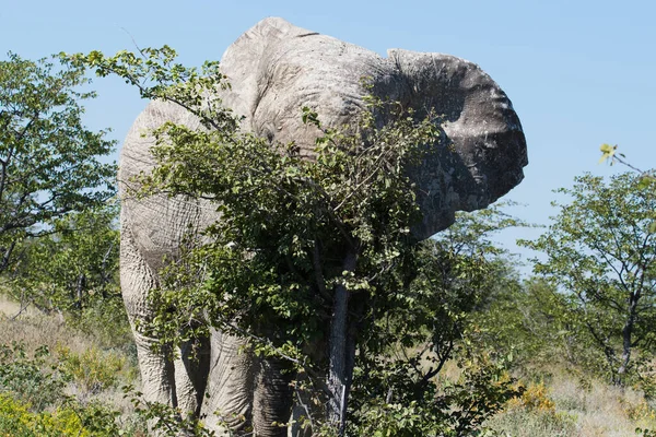 Elefantenbulle Kratzt Baum — Stockfoto