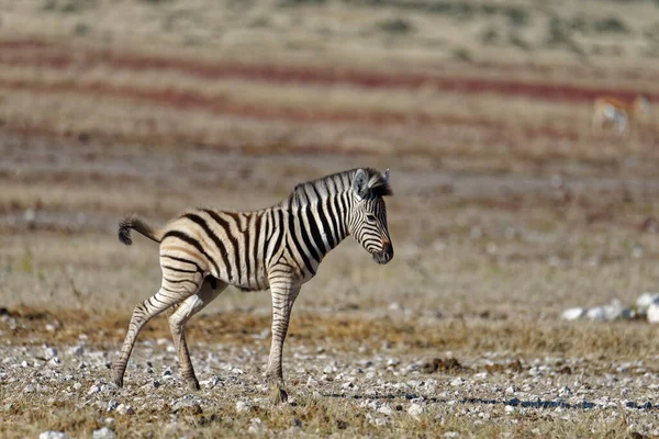 Dziecięca Zebra Stoi Sama Kiedy Przestaje Sikać — Zdjęcie stockowe