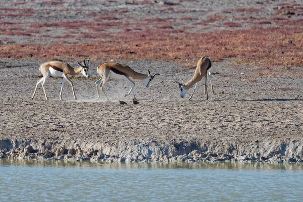 Trois Springbok Sont Ensemble Sur Savane Défie Autre — Photo