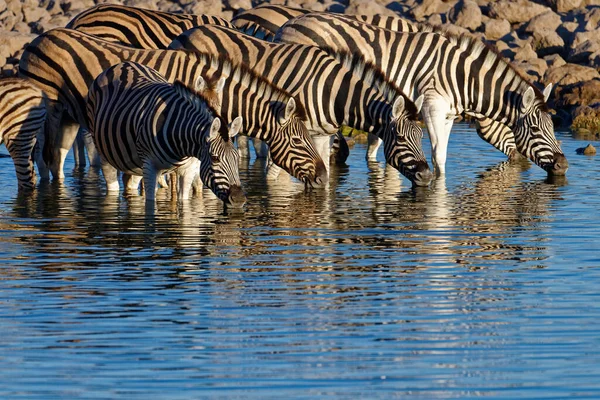 Zebre Una Pozza Acqua Nel Parco Nazionale Etosha Namibia — Foto Stock