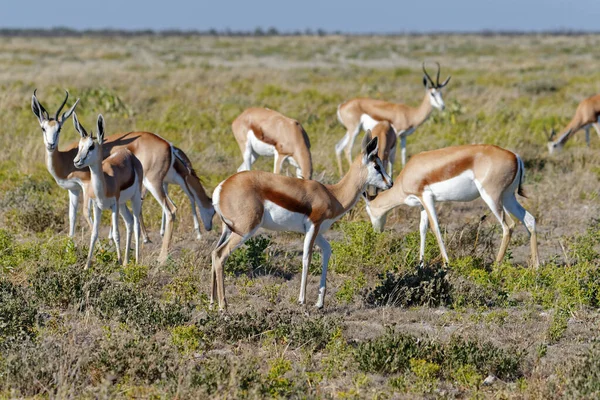 Groupe Springbok Pâturage — Photo